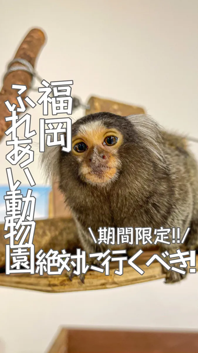 📍福岡県『完全自己責任!?😳激カワ動物達と一緒に遊べる神スポット🔥』