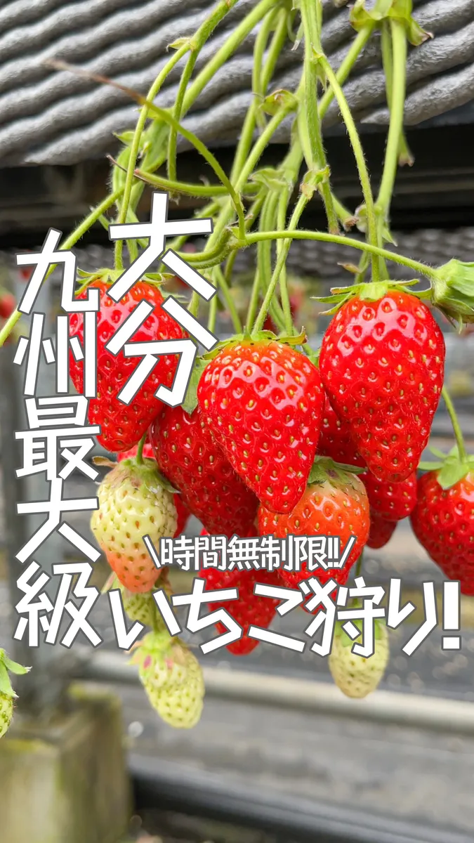 📍大分県『九州最大級のいちご園🍓』