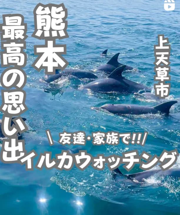 📍熊本県『絶対に行くべき！遭遇率98%のイルカスポット🐬』