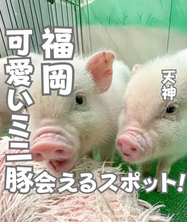 📍福岡県『可愛いミニブタさんと遊べちゃう！🐷』