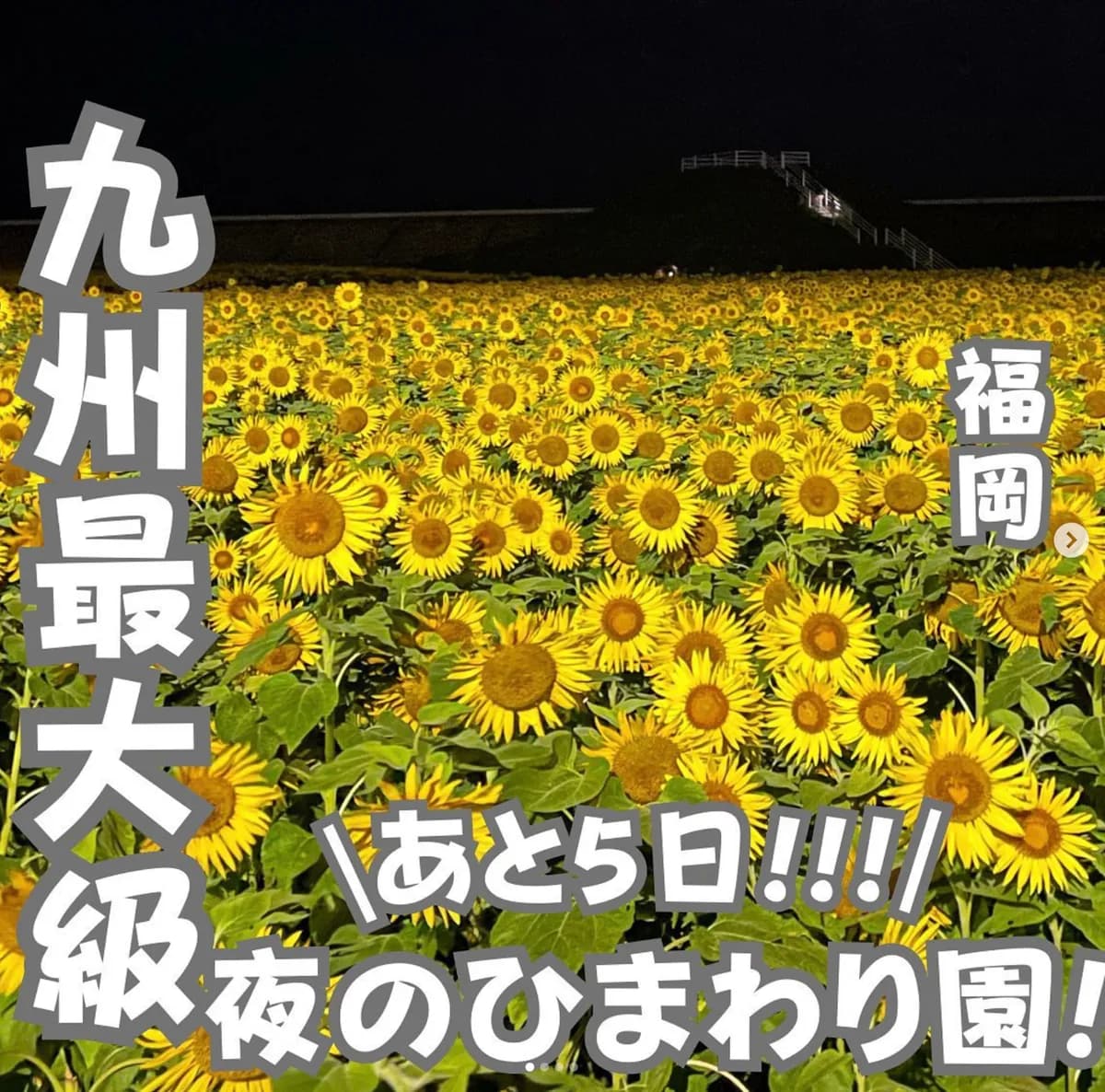 📍福岡県『無料で楽しめる夜のひまわり園🌻🌻』 ︎︎︎︎︎︎