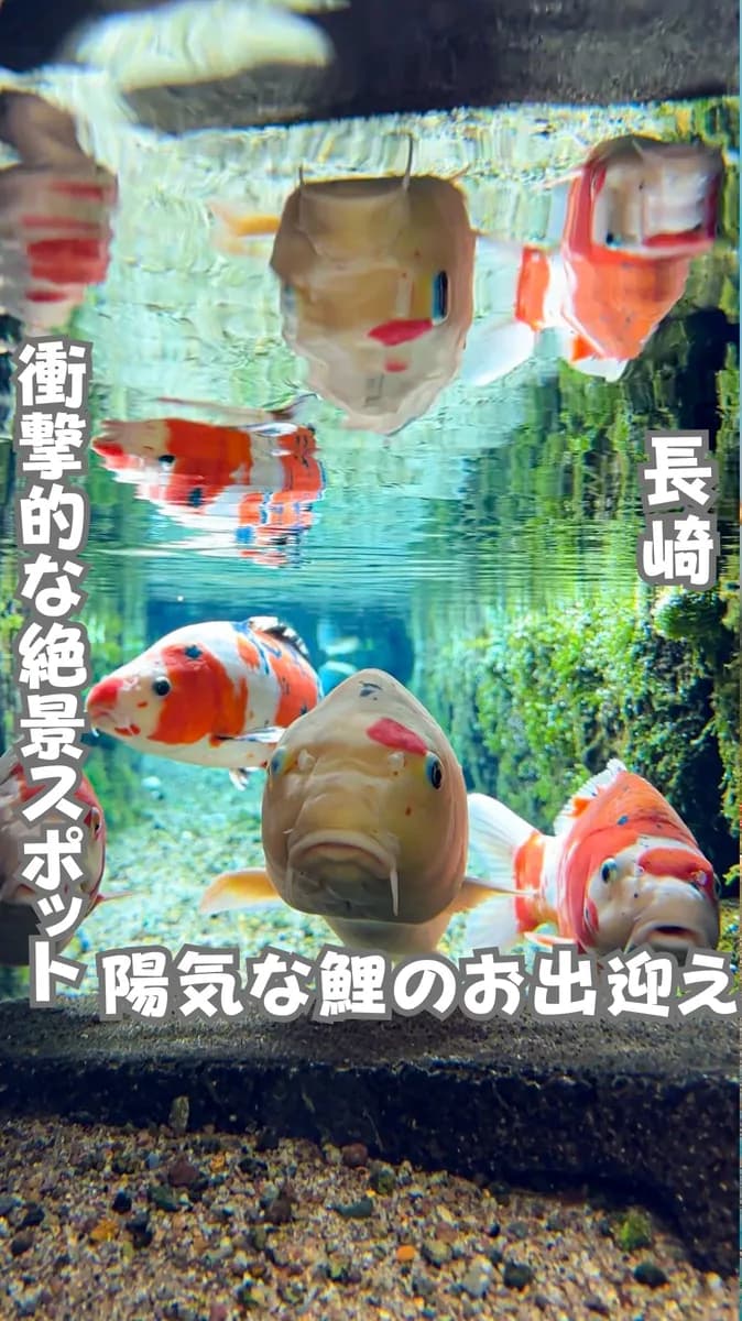 📍長崎県『鯉の泳ぐ街°･🐠』