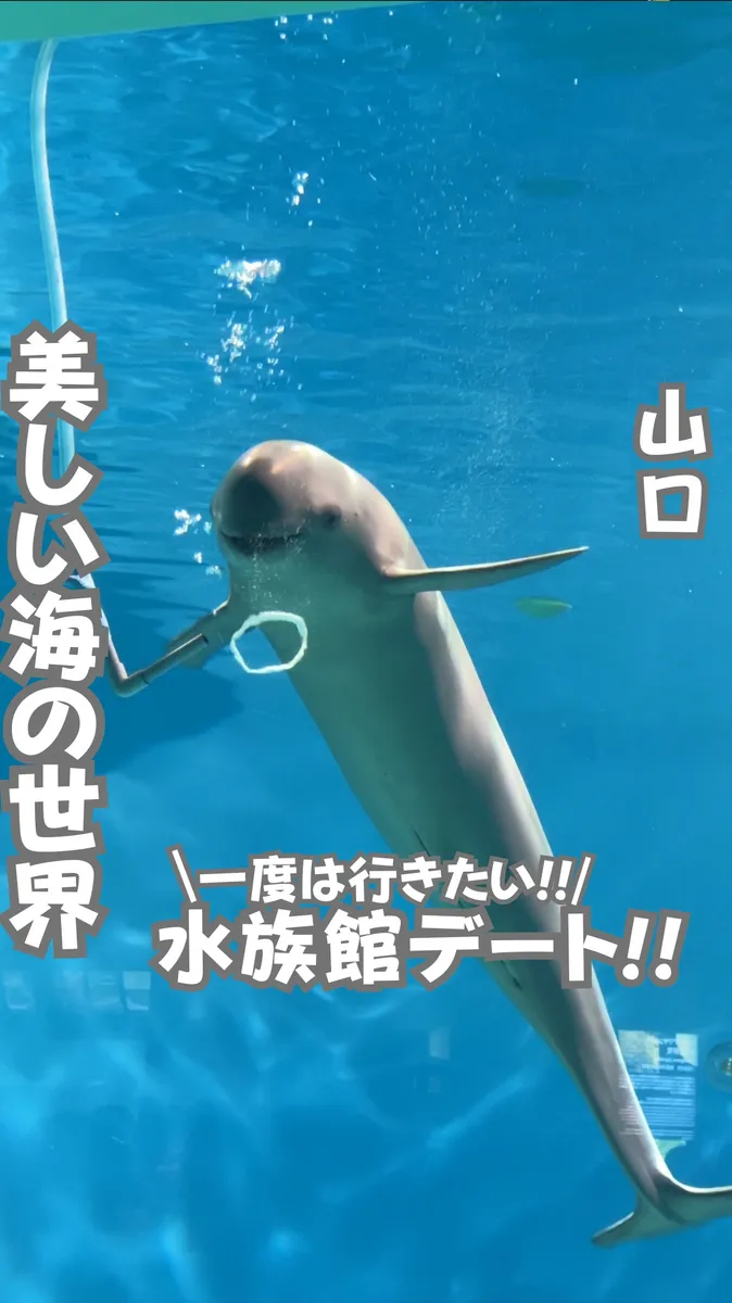 📍山口県『スナメリや世界一のふぐの展示数を誇る水族館』