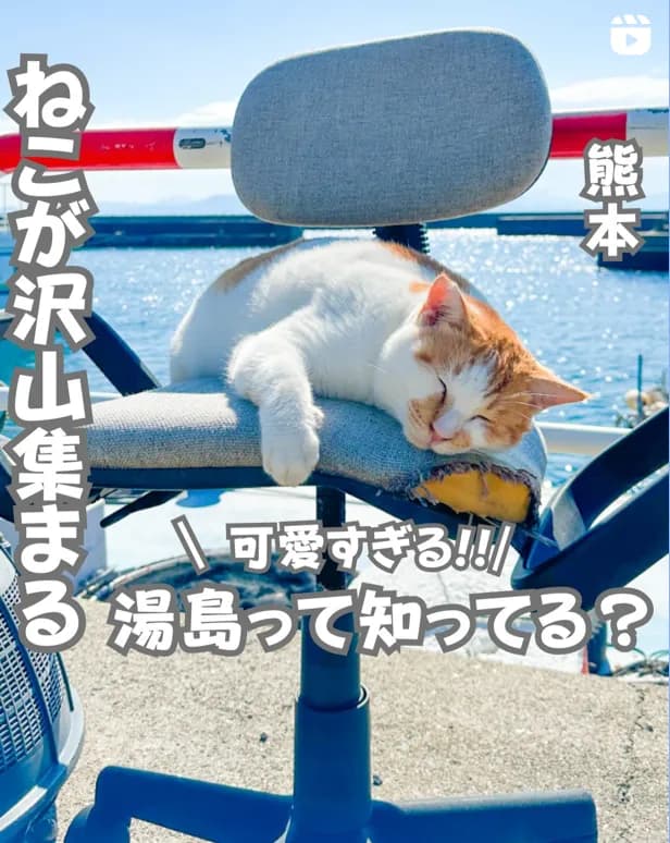 📍熊本県『猫にふれあいすぎる猫の島』