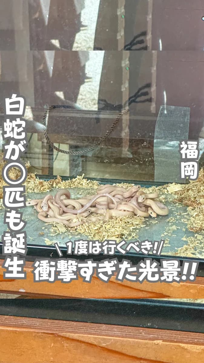 📍福岡県『衝撃すぎた白蛇の赤ちゃん』