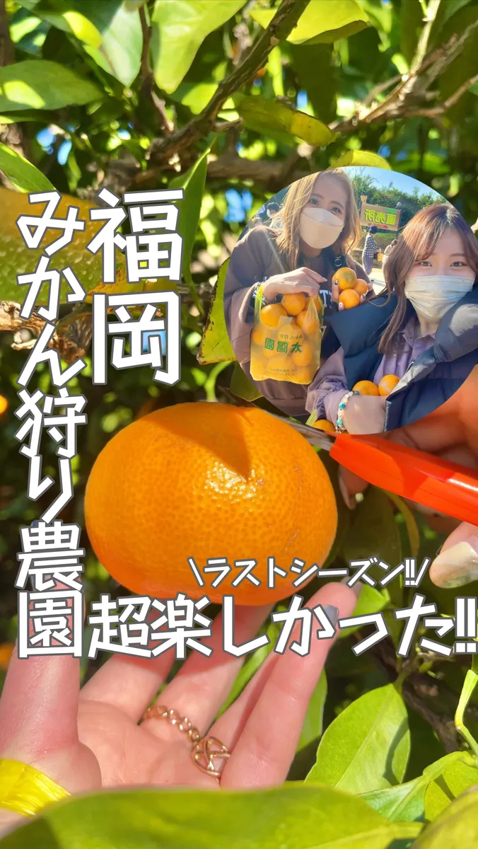 📍福岡県『無くなり次第終了!!みかん狩り🍊』