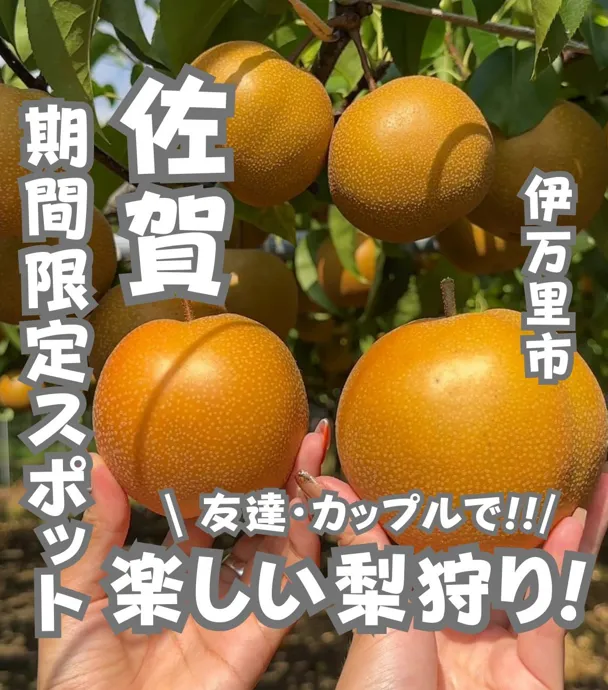 📍佐賀県『ついに待望の!期間限定の梨狩りスポット』