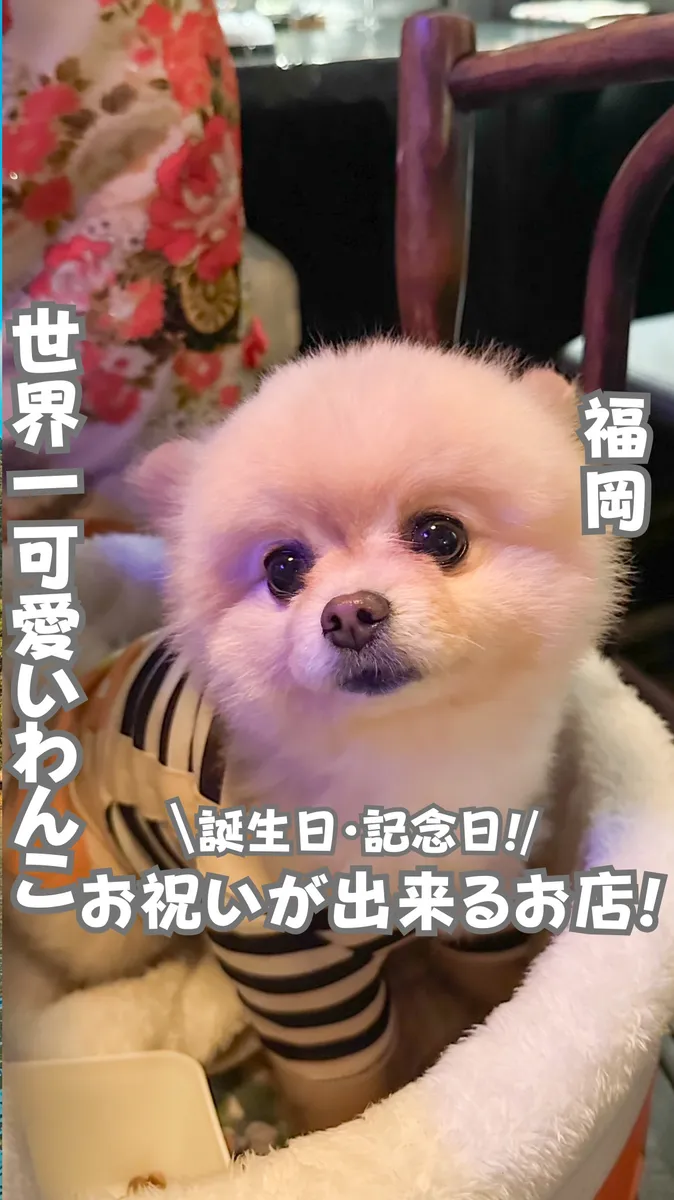 📍福岡県『世界一可愛いわんことお祝いできる』